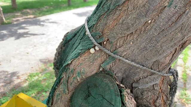 Snail shells stuck to tree bark, Close-up of a snail shell, snail empty cover, Small brown snail shell.