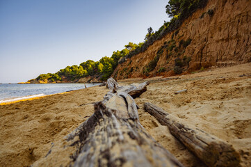Fototapeta na wymiar Tree on a beach on a rocky coast of the Mediterranean sea