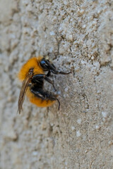 Close up view of a bee attached to a concrete wall