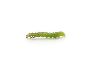 One green caterpillar.