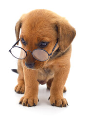 Brown puppy in glasses.