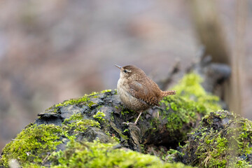 Eurasian wren sits on an old stump