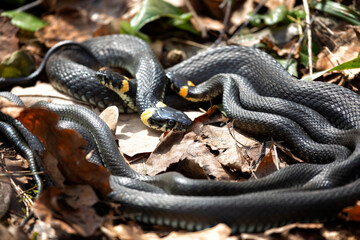 Grass snake lies on old foliage. Close up