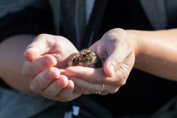 A small chick in the hands of a woman