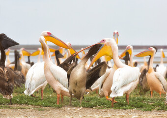 Pink pelicans with chicks on the shore of Lake Manich-Gudilo in Kalmykia, Russia