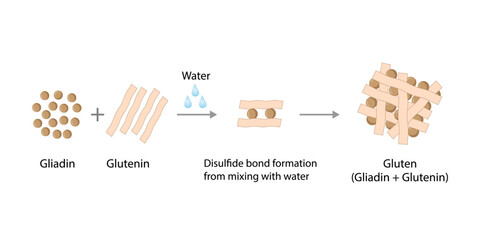 Gluten Formation, Disulfide Bond Formation From mixing two molecules of Gliadin and Glutenin with Water. Gluten Mesh structure. Scientific design. Vector Illustration. - obrazy, fototapety, plakaty
