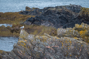 Erste Station Schottland - Eyemouth