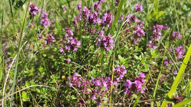 Thyme (Thymus serpyllum), a medicinal herb with tiny green leaves and purplish-pink flowers. 