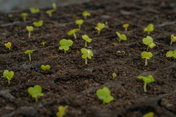 New mustard plants growing in trays
