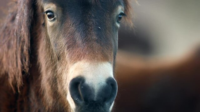 Closeup sunlit wild exmoor pony horse have rest standing in the middle of pasture in late autumn nature habitat in Milovice, Czech republic. Protected animals considered as horse ancestor