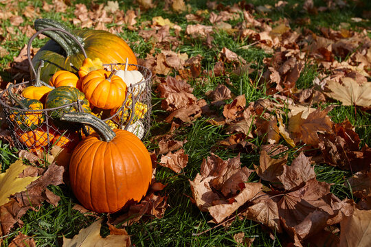Beautiful autumn pumpkins on leaves background