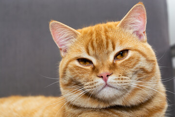 Fototapeta premium close up beautiful sleepy orange cat on the armchair in the room in the afternoon