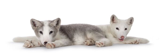 Adorable grey with white and white polar foxesaka Vulpes Lagopus, laying down together. Looking towards camera. Isolated on a white background.