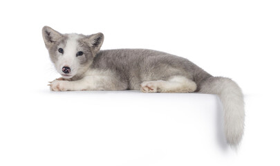 Adorable grey with white polar fox aka Vulpes Lagopus, laying down side ways on edge. Looking towards camera. Isolated on a white background.