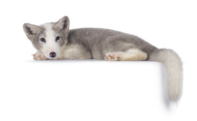Adorable grey with white polar fox aka Vulpes Lagopus, laying down side ways on edge. Looking towards camera. Isolated on a white background.