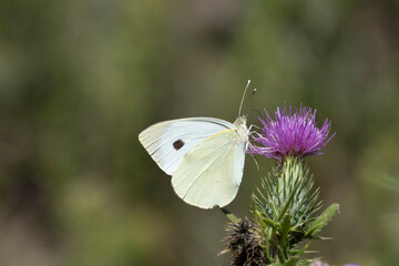 Großer Kohlweißling (Pieris brassicae)