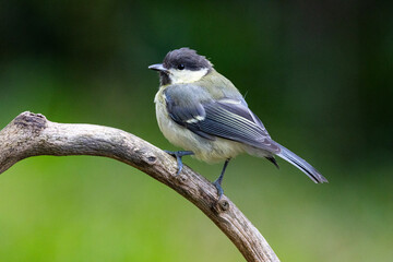 Kohlmeise (Parus major)
