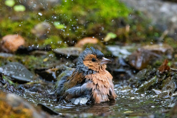 Buchfink (Fringilla coelebs)