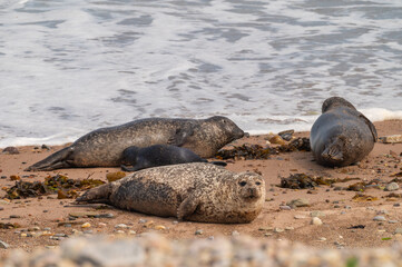 Robben am Strand von Portgordon, Scotland