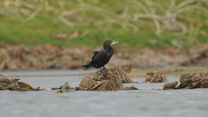 Tiruchirapalli,Tamilnadu, india-31 july 2023 Little Cormorant on the lake side 