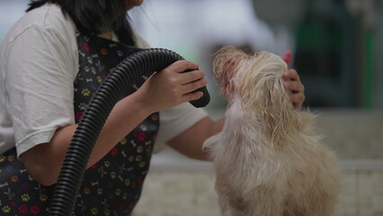 Drying Shih-Tzu Dog at Pet Shop. Employee Grooming Dog at Local business