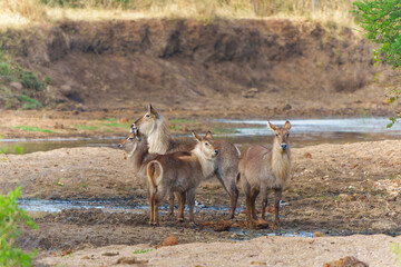waterbuck (Kobus ellipsiprymnus) standing in an almost dry river in Kruger national park in south africa