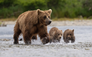Obraz na płótnie Canvas Alaskan Brown Bear with Cubs in a River 