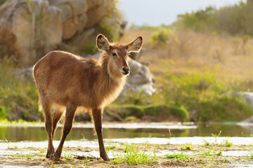Naklejka na ściany i meble waterbuck (Kobus ellipsiprymnus) standing in an almost dry river in Kruger national park in south africa
