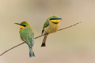 Little bee-eater (merops pusillus)  sitting on a branch  in Kruger national park in South Africa           