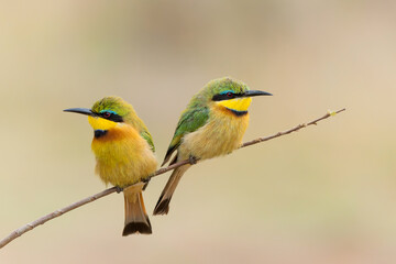 Little bee-eater (merops pusillus)  sitting on a branch  in Kruger national park in South Africa           