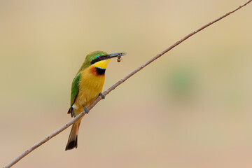 Little bee-eater (merops pusillus)  sitting on a branch  in Kruger national park in South Africa           