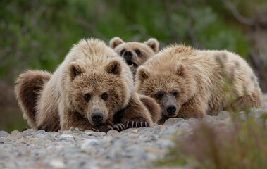Brown Bear Cubs in Katmai, Alaska  © Harry Collins
