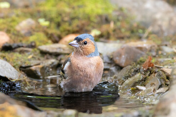 Buchfink (Fringilla coelebs)
