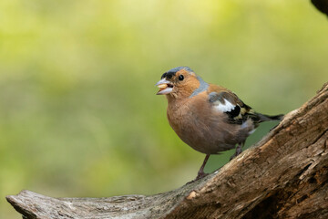 Buchfink (Fringilla coelebs)