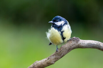 Kohlmeise (Parus major)