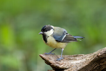 Fototapeta premium Kohlmeise (Parus major)