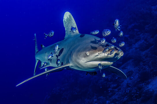 longimanus shark