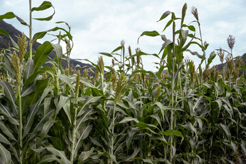 Sorghum field, countryside, blue sky,