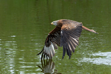 Red Kite (Milvus milvus) flying and trying to pick up some food from the water in Gelderland in the Netherlands    