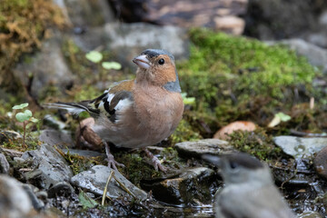 Buchfink (Fringilla coelebs)