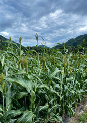 Sorghum field, countryside, blue sky,