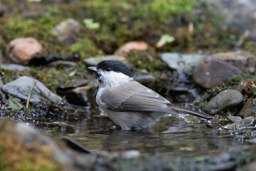 Sumpfmeise oder Nonnenmeise (Poecile palustris)