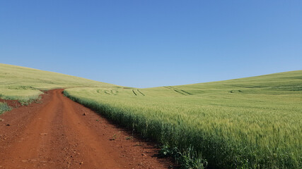 Paisagem com estrada rural de terra vermelha do norte paranaense brasileiro, margeada com plantação de trigo.
