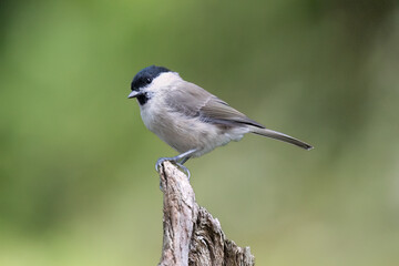 Sumpfmeise oder Nonnenmeise (Poecile palustris)