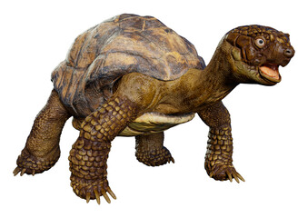 3D Rendering Sea Turtle on White