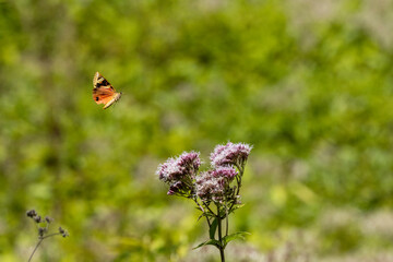 Russischer Bär, auch Spanische Flagge genannt, (Euplagia quadripunctaria)