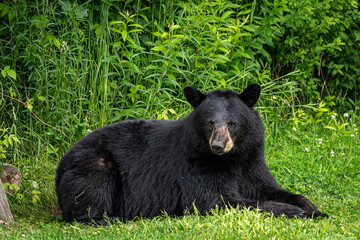 big furry black bear laying down looking at you