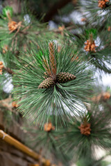 Naklejka na ściany i meble Beautiful cones on pine branch close up....