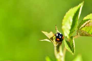 Insects that inhabit wild plants: flies, ladybugs, dragonflies
