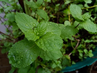 Mint leaves growing in kitchen garden